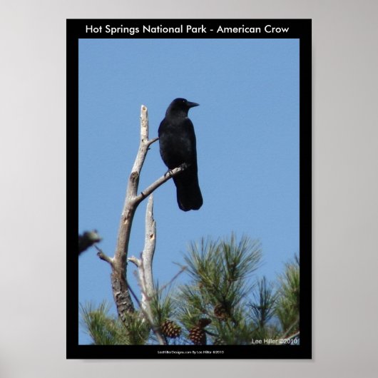 Hot Springs National Park, AR - American Crow Poster (Vorne)