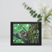 Hot Springs National Park, AR Chipmunk Snack Gesch Postkarte (Stehend Vorderseite)