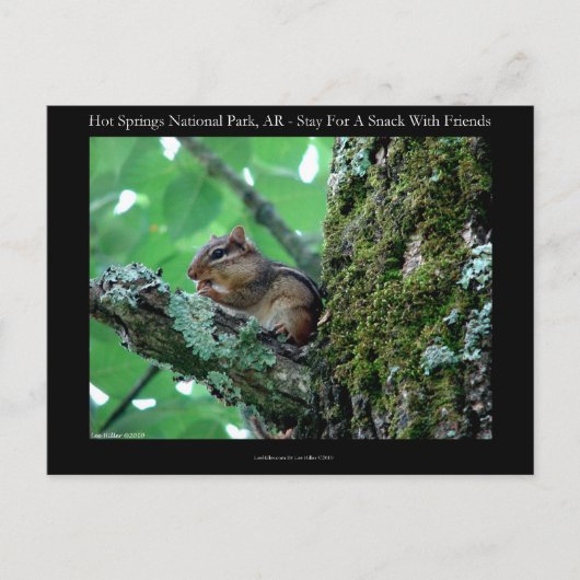 Hot Springs National Park, AR Chipmunk Snack Gesch Postkarte (Vorderseite)