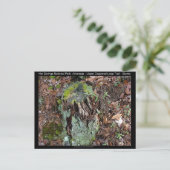 Hot Springs National Park, AR Upper Dogwood Loop Postkarte (Stehend Vorderseite)