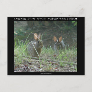 Hot Springs National Park, AR  Wild Rabbits Gesche Postkarte