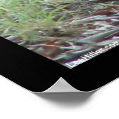 Hot Springs National Park, AR Wild Rabbits Geschen Poster (Ecke)