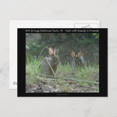 Hot Springs National Park, AR Wild Rabbits Geschen Postkarte (Vorne/Hinten)
