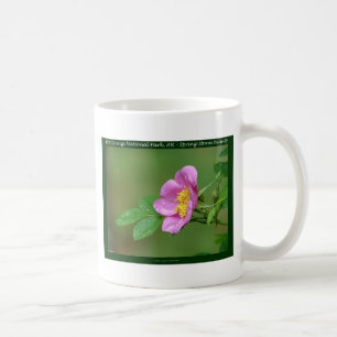Hot Springs National Park, AR Wild Rose Geschenke Kaffeetasse