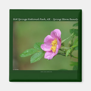 Hot Springs National Park, AR Wild Rose Geschenke Magnet