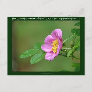 Hot Springs National Park, AR Wild Rose Geschenke Postkarte