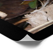 Hot Springs National Park, AR Wild Violet Poster (Ecke)