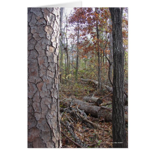 Hot Springs National Park Mt., AR Peak Trail (Vorne)