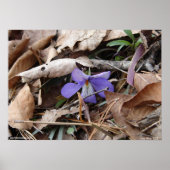 Hot Springs National Park Wildblume by Lee Hiller Poster (Vorne)