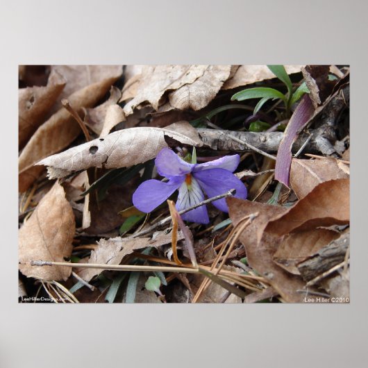 Hot Springs National Park Wildblume by Lee Hiller Poster (Vorne)