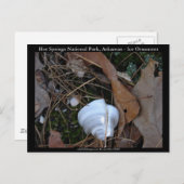 Hot Springs Nationalpark, AR - Eisschmuck - Gesche Postkarte (Vorne/Hinten)