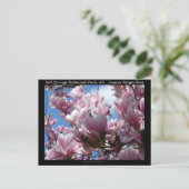 Hot Springs Nationalpark AR Saucer Magnoia - Gesch Postkarte (Stehend Vorderseite)