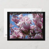 Hot Springs Nationalpark AR Saucer Magnoia - Gesch Postkarte (Vorne/Hinten)