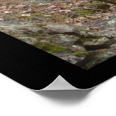 Hot Springs Nationalpark, AR - verzauberte Wege Poster (Ecke)