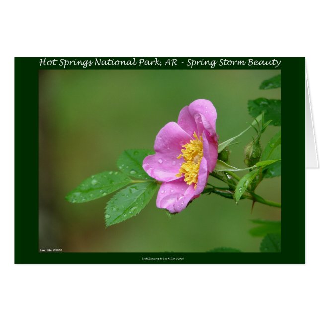Hot Springs Nationalpark, AR Wild Rose Geschenke (Vorderseite (Horizontal))
