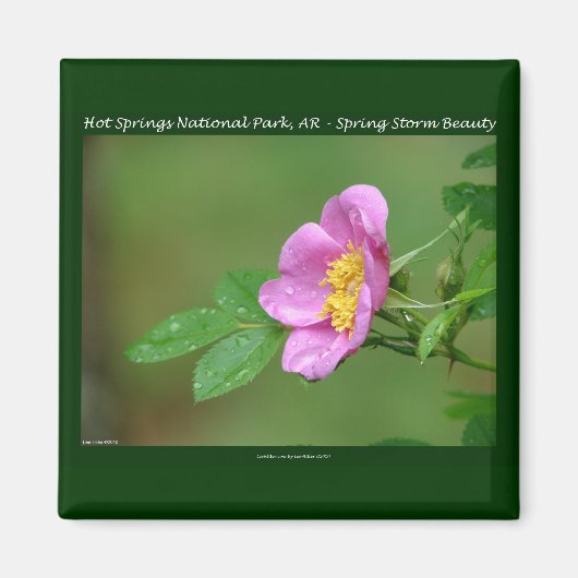 Hot Springs Nationalpark, AR Wild Rose Geschenke Magnet (Vorne)