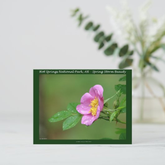 Hot Springs Nationalpark, AR Wild Rose Geschenke Postkarte (Stehend Vorderseite)