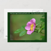 Hot Springs Nationalpark, AR Wild Rose Geschenke Postkarte (Vorne/Hinten)