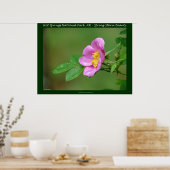 Hot Springs Nationalpark, AR Wilde Rose Briefmarke Poster (Küche)