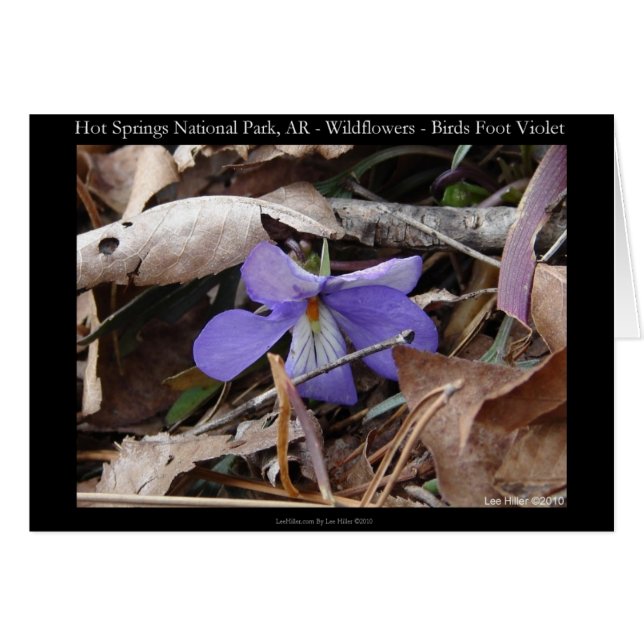 Hot Springs Nationalpark, AR Wilde Violets Geschen (Vorderseite (Horizontal))