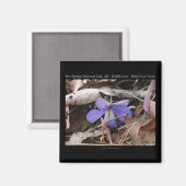 Hot Springs Nationalpark, AR Wilde Violets Geschen Magnet (Vorderseite/Rückseite)