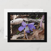Hot Springs Nationalpark, AR Wilde Violets Geschen Postkarte (Vorne/Hinten)