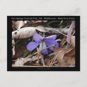 Hot Springs Nationalpark, AR Wilde Violets Geschen Postkarte