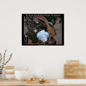 Hot Springs Nationalpark, Arkansas - Eisschmuck Poster (Küche)