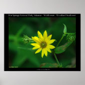 Hot Springs Nationalpark Waldland Sonnenblumen Poster (Vorne)