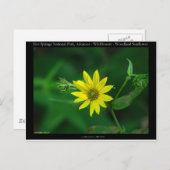Hot Springs Nationalpark Waldland Sonnenblumengesc Postkarte (Vorne/Hinten)