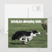 Hotchkiss Sheepdog-Tests Postkarte (Vorne/Hinten)