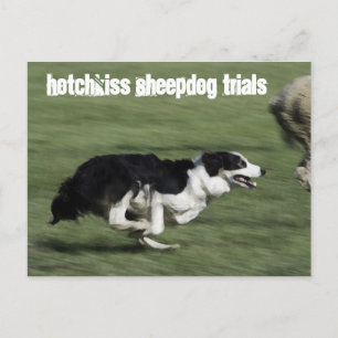 Hotchkiss Sheepdog-Tests Postkarte
