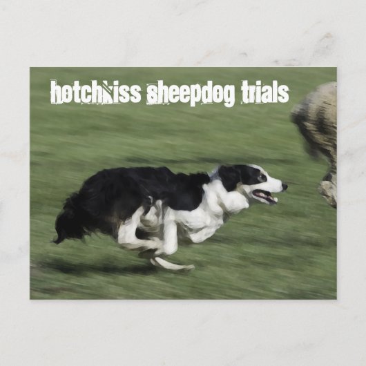 Hotchkiss Sheepdog-Tests Postkarte (Vorderseite)