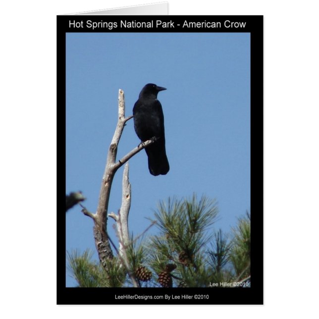 Hots Springs National Park, AR - American Crow (Vorne)