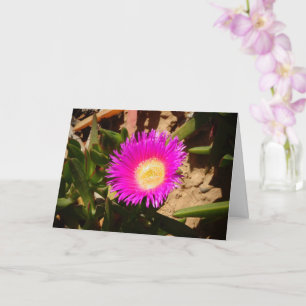 Hottentot Fig Groep Creeping Ice Pflanze Card Karte