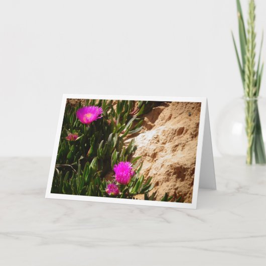 Hottentot Fig Groep Creeping Ice Pflanze Card Karte (Vorderseite)