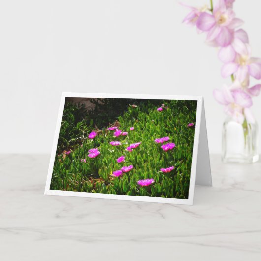 Hottentot Fig Groep Creeping Ice Pflanze Card Karte (Orchidee)
