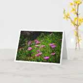 Hottentot Fig Groep Creeping Ice Pflanze Card Karte (Gelbe Blume)