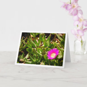 Hottentot Fig Groep Creeping Ice Pflanze Card Karte