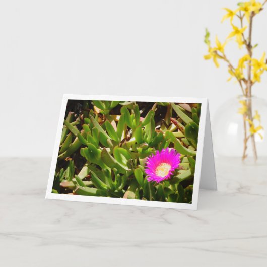 Hottentot Fig Groep Creeping Ice Pflanze Card Karte (Gelbe Blume)
