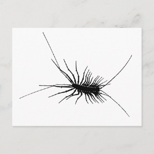 House Centipede Black Beängstigend Bug Insekt Gros Postkarte (Vorderseite)