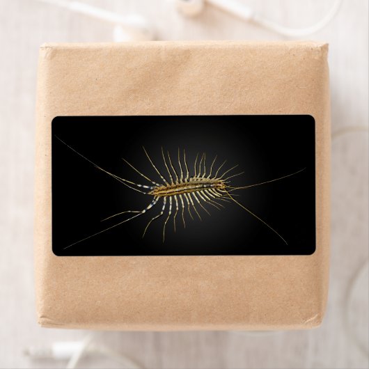 House Centipede Scutigera Coleoptrata (Insitu)