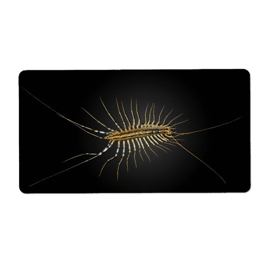 House Centipede Scutigera Coleoptrata (Vorne)