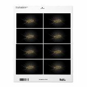 House Centipede Scutigera Coleoptrata (Vorne)