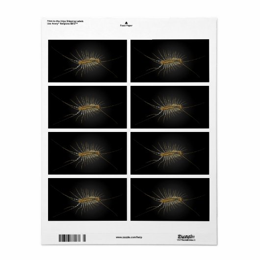 House Centipede Scutigera Coleoptrata (Vorne)