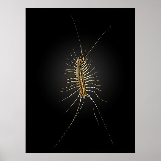 House Centipede Scutigera Coleoptrata Poster (Vorne)
