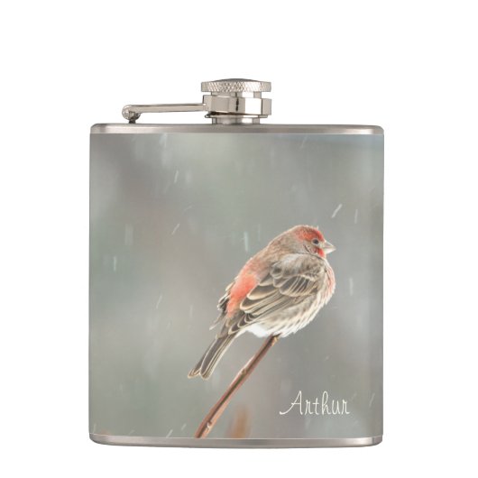 House Finch auf einer Zweigniederlassung Flachmann (Vorderseite)