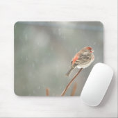 House Finch auf einer Zweigniederlassung Mousepad (Mit Mouse)