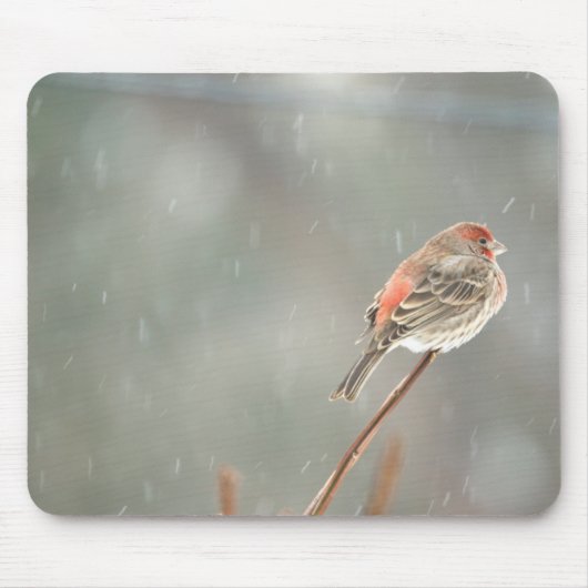 House Finch auf einer Zweigniederlassung Mousepad (Vorne)