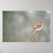 House Finch auf einer Zweigniederlassung Poster (Vorne)